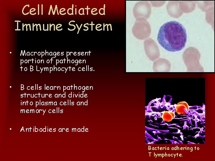 Cell Mediated Immune System • Macrophages present portion of pathogen to B Lymphocyte cells.