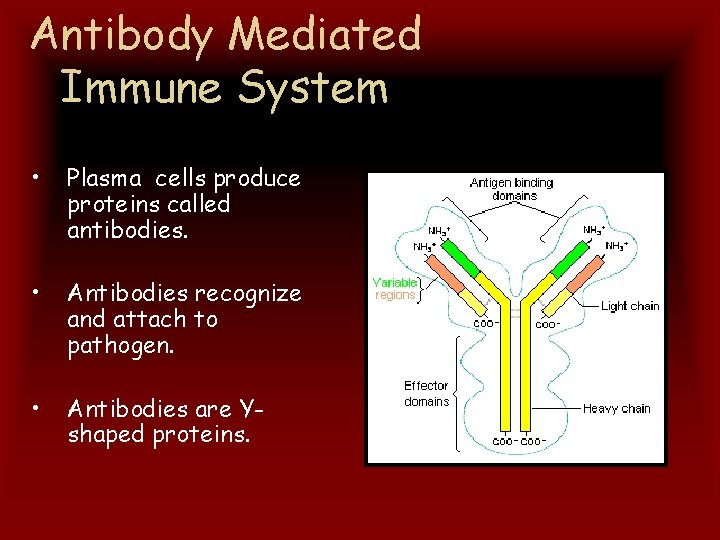 Antibody Mediated Immune System • Plasma cells produce proteins called antibodies. • Antibodies recognize