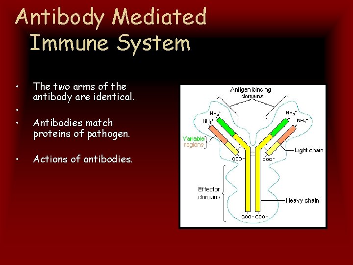 Antibody Mediated Immune System • • The two arms of the antibody are identical.
