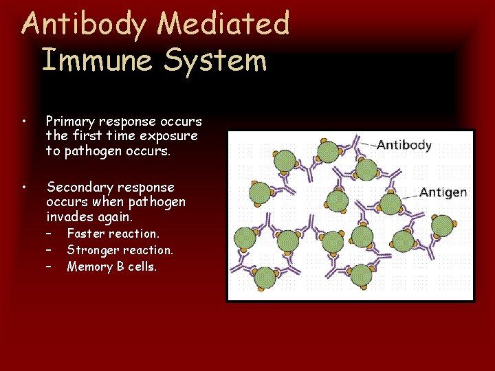 Antibody Mediated Immune System • Primary response occurs the first time exposure to pathogen