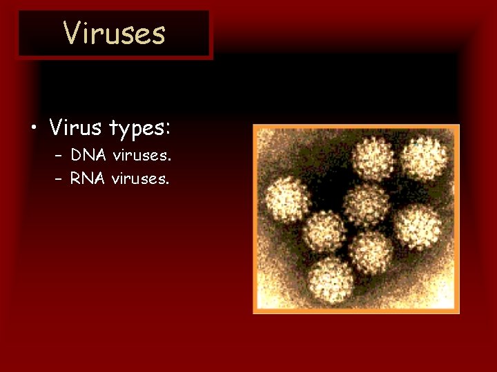 Viruses • Virus types: – DNA viruses. – RNA viruses. 