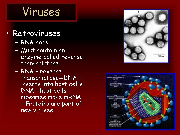 Viruses • Retroviruses – RNA core. – Must contain an enzyme called reverse transcriptase.