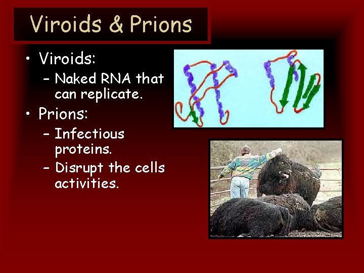 Viroids & Prions • Viroids: – Naked RNA that can replicate. • Prions: –