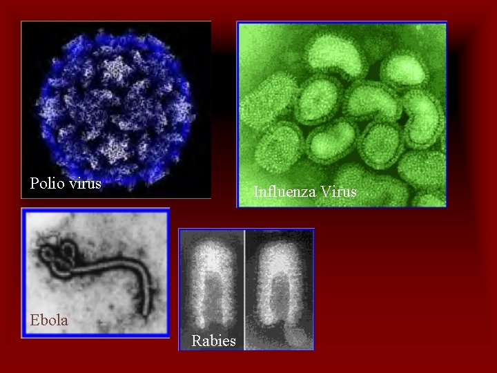 Polio virus Influenza Virus Ebola Rabies 