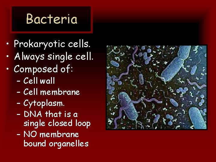 Bacteria • Prokaryotic cells. • Always single cell. • Composed of: – – Cell