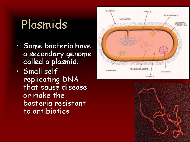 Plasmids • Some bacteria have a secondary genome called a plasmid. • Small self