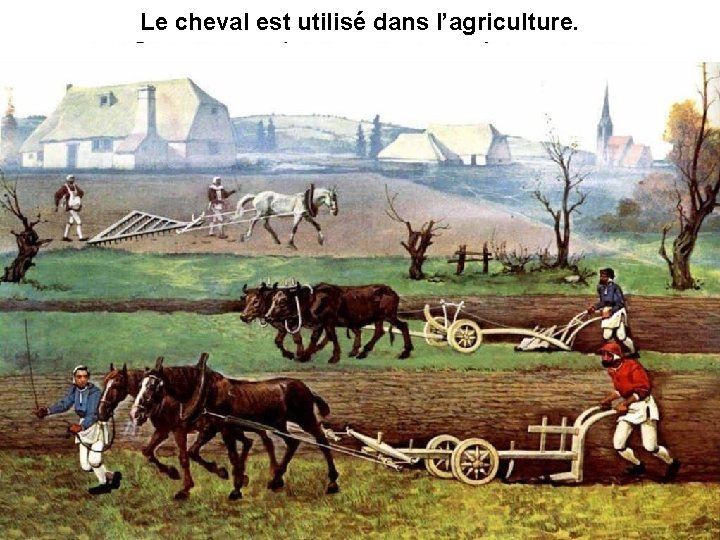 Le cheval est utilisé dans l’agriculture. 