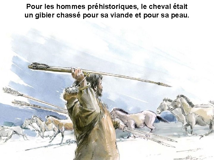 Pour les hommes préhistoriques, le cheval était un gibier chassé pour sa viande et