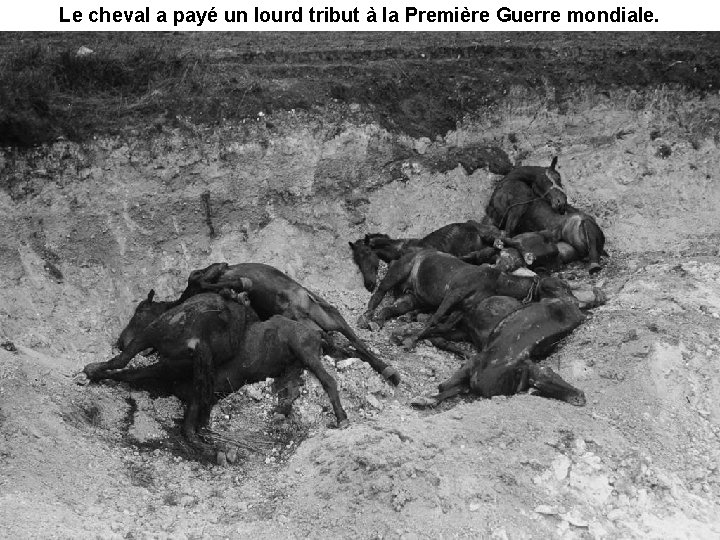 Le cheval a payé un lourd tribut à la Première Guerre mondiale. 