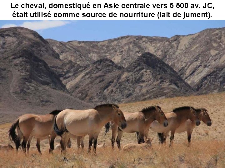 Le cheval, domestiqué en Asie centrale vers 5 500 av. JC, était utilisé comme