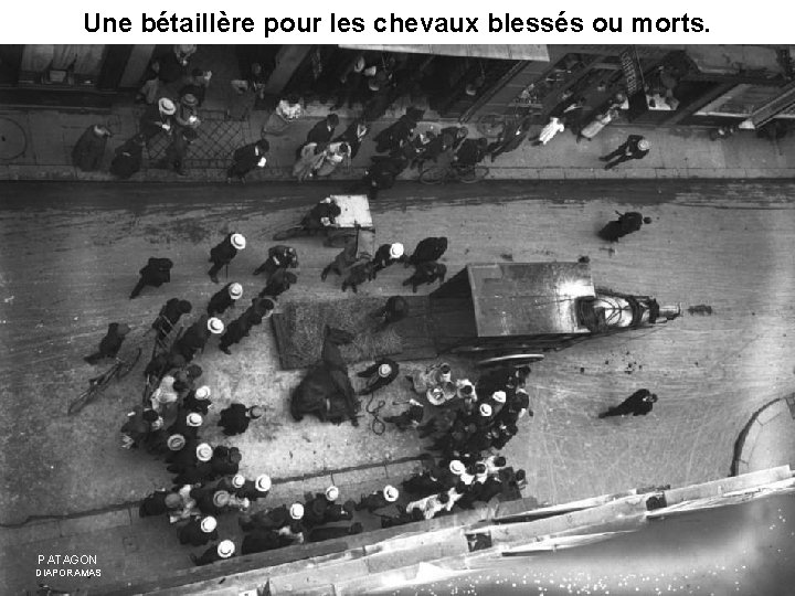Une bétaillère pour les chevaux blessés ou morts. PATAGON DIAPORAMAS 