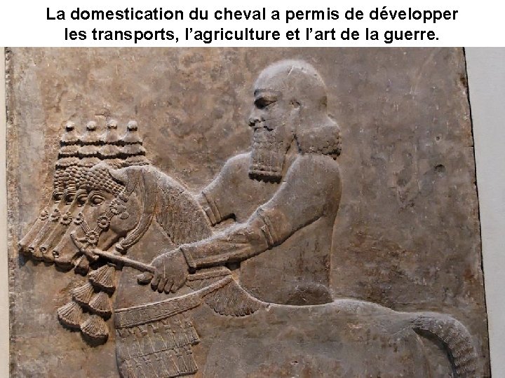 La domestication du cheval a permis de développer les transports, l’agriculture et l’art de
