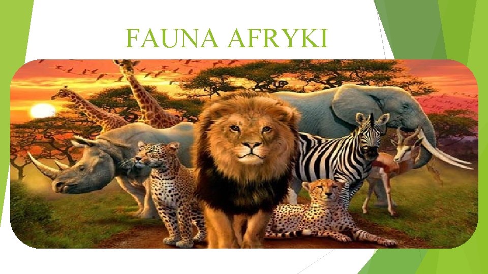 FAUNA AFRYKI 