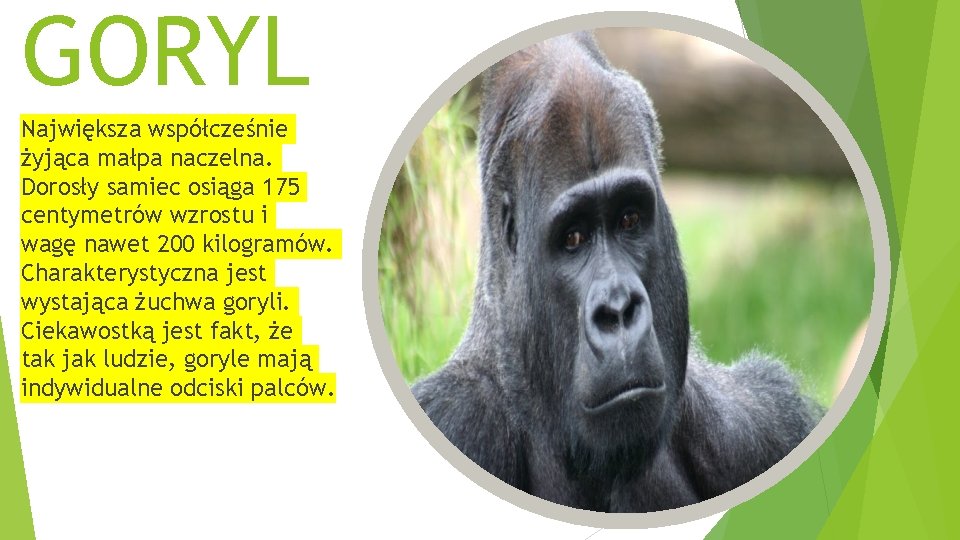 GORYL Największa współcześnie żyjąca małpa naczelna. Dorosły samiec osiąga 175 centymetrów wzrostu i wagę