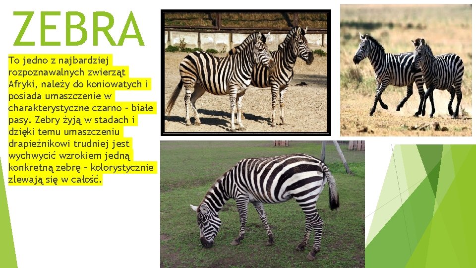 ZEBRA To jedno z najbardziej rozpoznawalnych zwierząt Afryki, należy do koniowatych i posiada umaszczenie