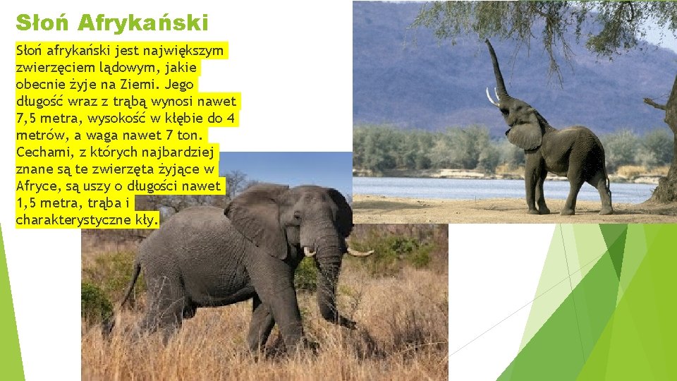 Słoń Afrykański Słoń afrykański jest największym zwierzęciem lądowym, jakie obecnie żyje na Ziemi. Jego