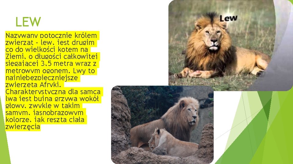 LEW Nazywany potocznie królem zwierząt – lew, jest drugim co do wielkości kotem na