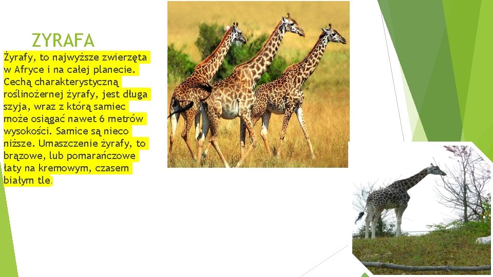 ZYRAFA Żyrafy, to najwyższe zwierzęta w Afryce i na całej planecie. Cechą charakterystyczną roślinożernej