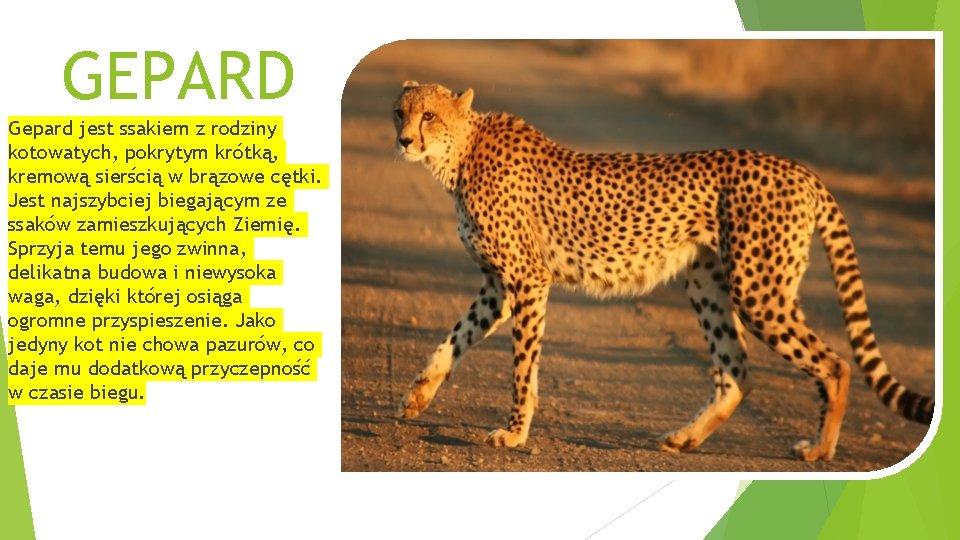 GEPARD Gepard jest ssakiem z rodziny kotowatych, pokrytym krótką, kremową sierścią w brązowe cętki.