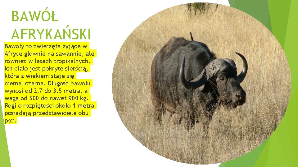 BAWÓŁ AFRYKAŃSKI Bawoły to zwierzęta żyjące w Afryce głównie na sawannie, ale również w