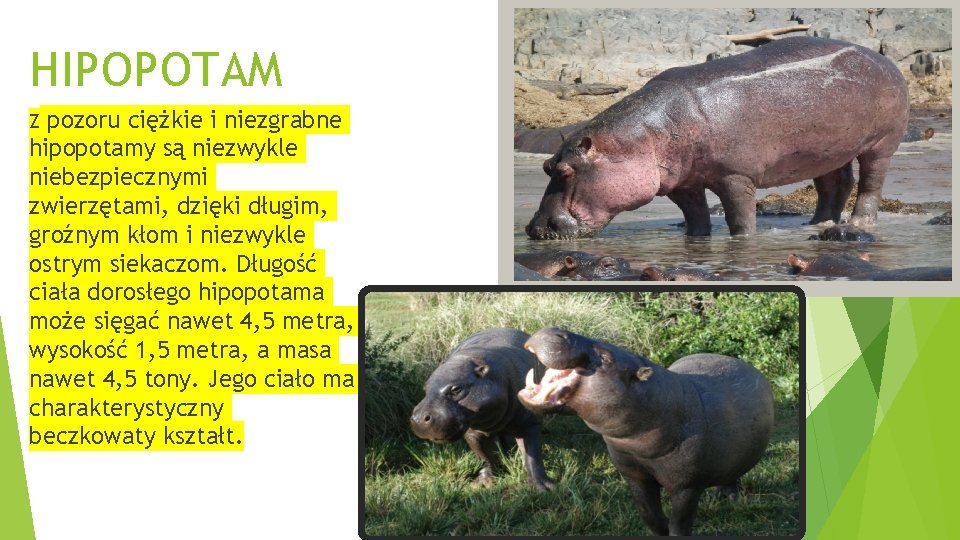 HIPOPOTAM pozoru ciężkie i niezgrabne hipopotamy są niezwykle niebezpiecznymi zwierzętami, dzięki długim, groźnym kłom