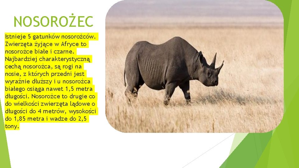 NOSOROŻEC Istnieje 5 gatunków nosorożców. Zwierzęta żyjące w Afryce to nosorożce białe i czarne.