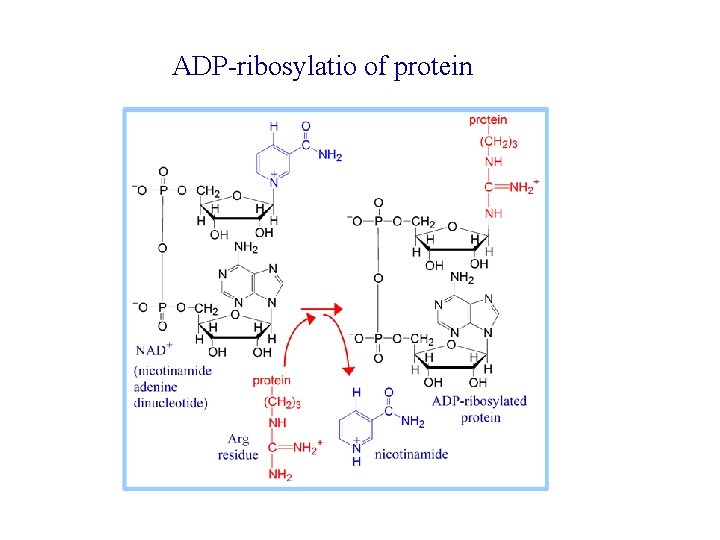 ADP-ribosylatio of protein 