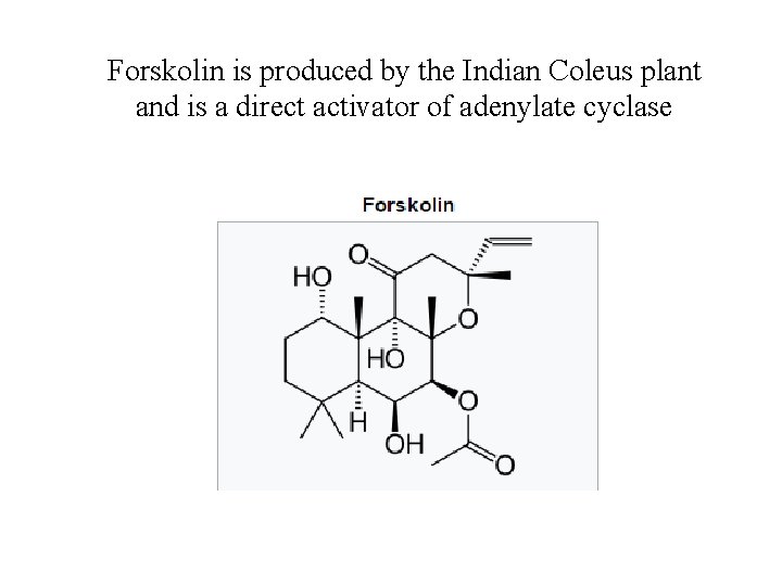 Forskolin is produced by the Indian Coleus plant and is a direct activator of