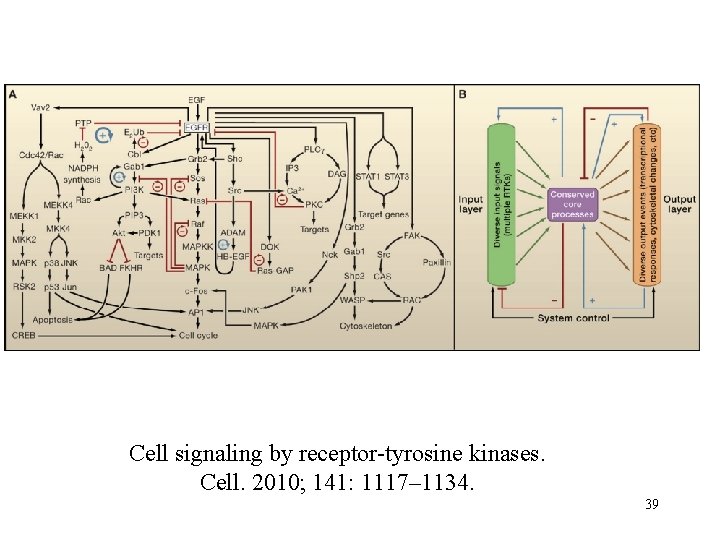 Cell signaling by receptor-tyrosine kinases. Cell. 2010; 141: 1117– 1134. 39 