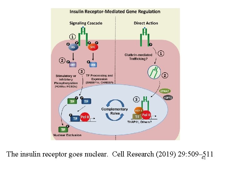The insulin receptor goes nuclear. Cell Research (2019) 29: 509– 511 41 