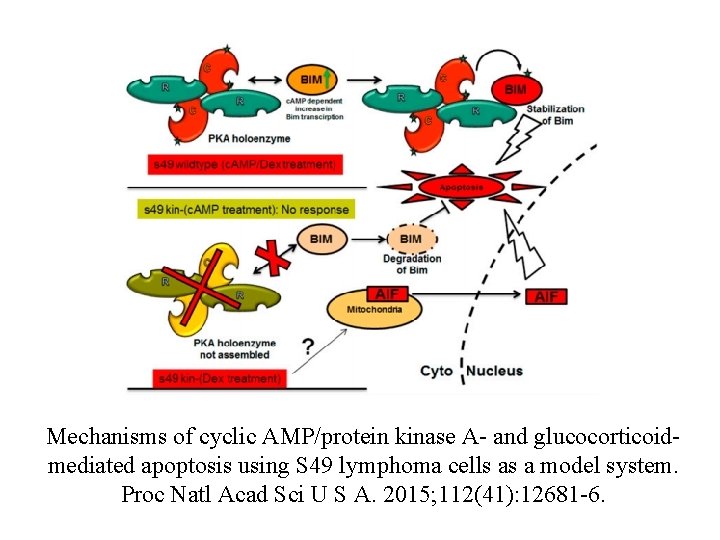 Mechanisms of cyclic AMP/protein kinase A- and glucocorticoidmediated apoptosis using S 49 lymphoma cells