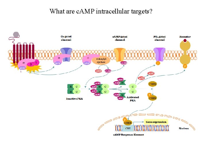 What are c. AMP intracellular targets? 