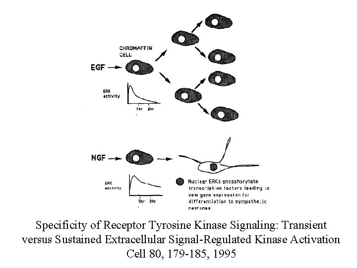 Specificity of Receptor Tyrosine Kinase Signaling: Transient versus Sustained Extracellular Signal-Regulated Kinase Activation Cell
