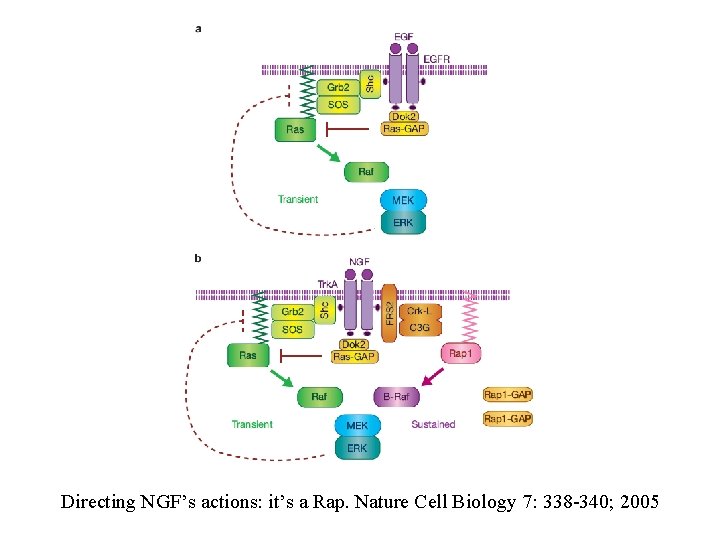 Directing NGF’s actions: it’s a Rap. Nature Cell Biology 7: 338 -340; 2005 