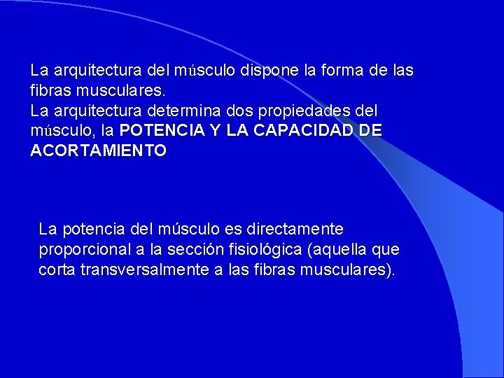 La arquitectura del músculo dispone la forma de las fibras musculares. La arquitectura determina