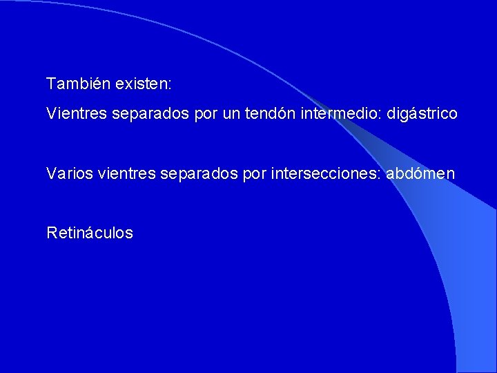 También existen: Vientres separados por un tendón intermedio: digástrico Varios vientres separados por intersecciones: