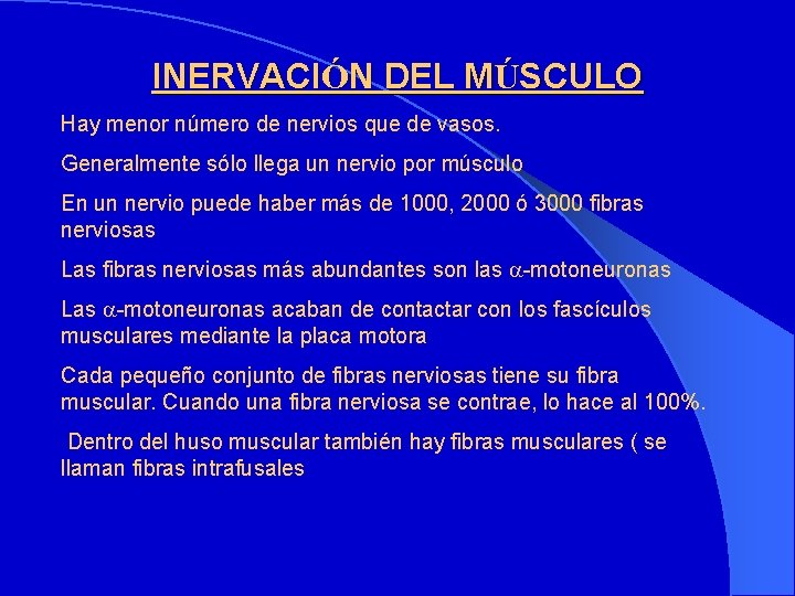 INERVACIÓN DEL MÚSCULO Hay menor número de nervios que de vasos. Generalmente sólo llega