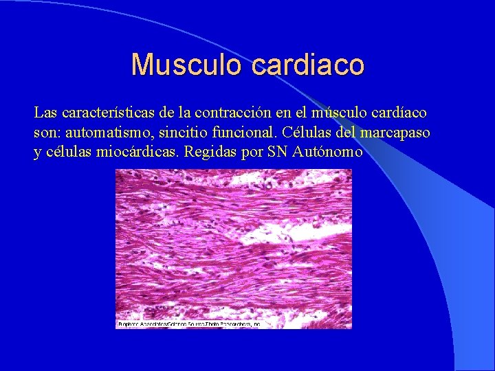 Musculo cardiaco Las características de la contracción en el músculo cardíaco son: automatismo, sincitio