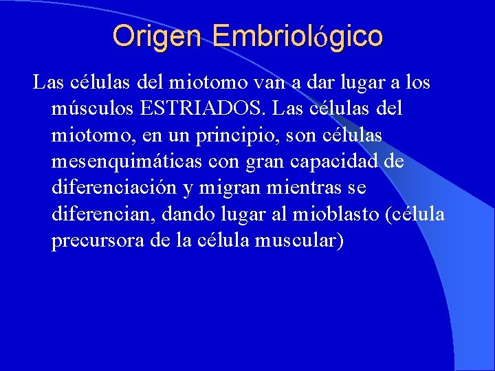 Origen Embriológico Las células del miotomo van a dar lugar a los músculos ESTRIADOS.