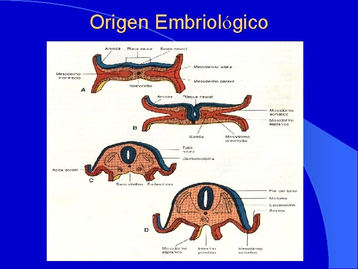 Origen Embriológico 