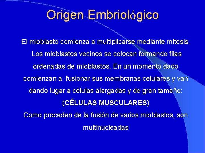 Origen Embriológico El mioblasto comienza a multiplicarse mediante mitosis. Los mioblastos vecinos se colocan