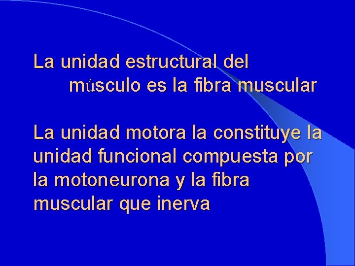 La unidad estructural del músculo es la fibra muscular La unidad motora la constituye