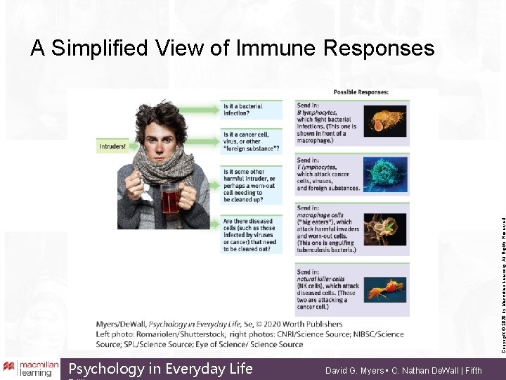Copyright © 2020 by Macmillan Learning. All Rights Reserved A Simplified View of Immune