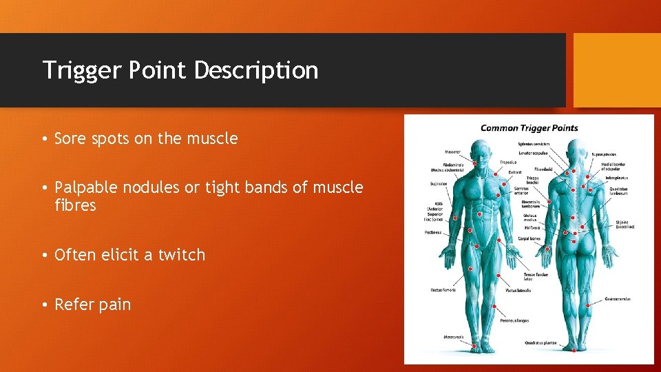 Trigger Point Description • Sore spots on the muscle • Palpable nodules or tight