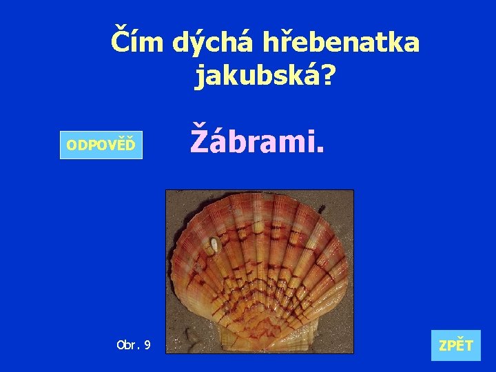 Čím dýchá hřebenatka jakubská? ODPOVĚĎ Obr. 9 Žábrami. ZPĚT 