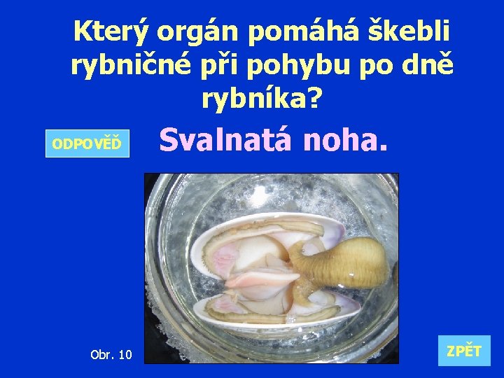 Který orgán pomáhá škebli rybničné při pohybu po dně rybníka? ODPOVĚĎ Obr. 10 Svalnatá