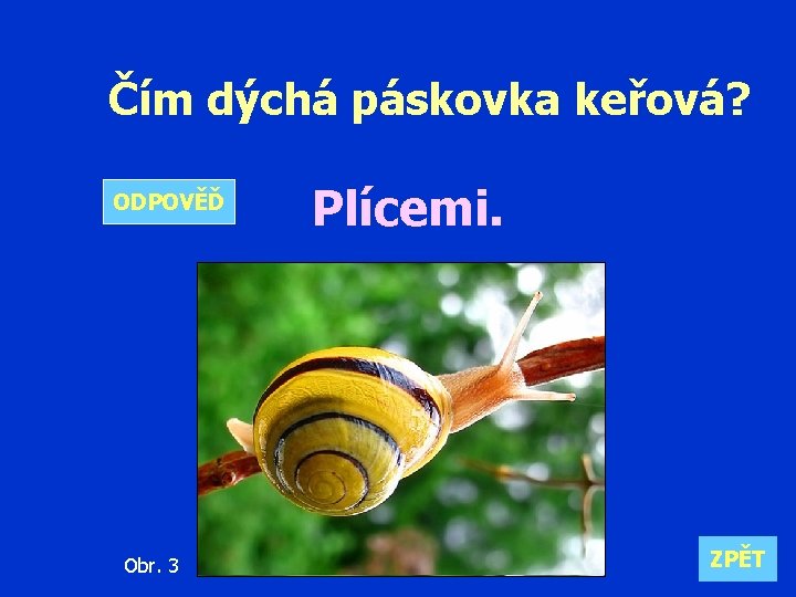 Čím dýchá páskovka keřová? ODPOVĚĎ Obr. 3 Plícemi. ZPĚT 