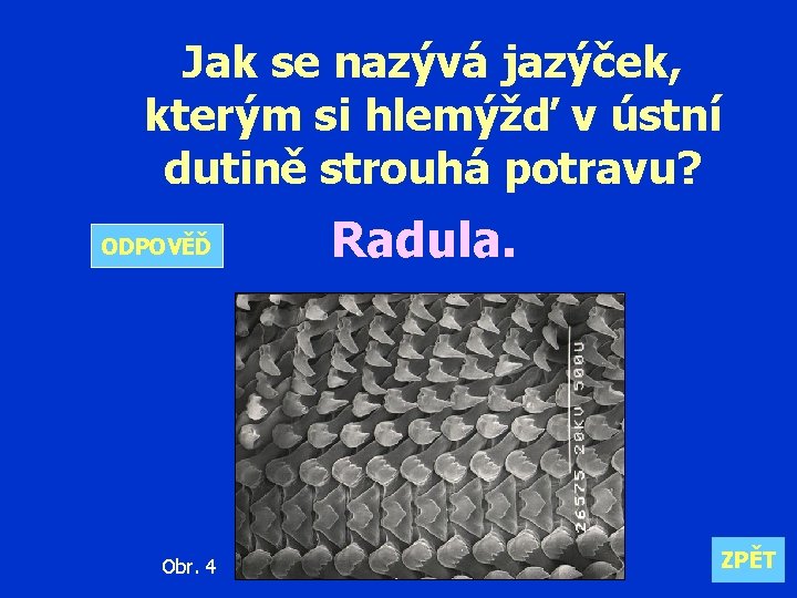 Jak se nazývá jazýček, kterým si hlemýžď v ústní dutině strouhá potravu? ODPOVĚĎ Obr.