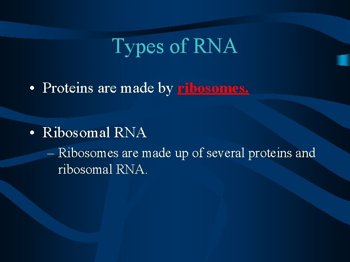 Types of RNA • Proteins are made by ribosomes. • Ribosomal RNA – Ribosomes