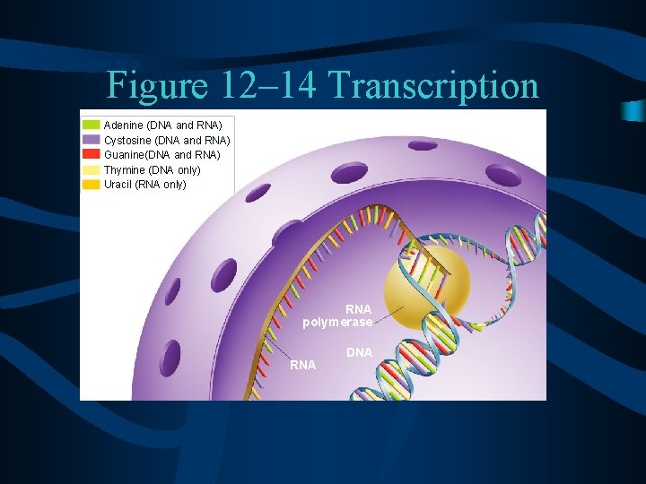 Section 12 -3 Figure 12– 14 Transcription Adenine (DNA and RNA) Cystosine (DNA and